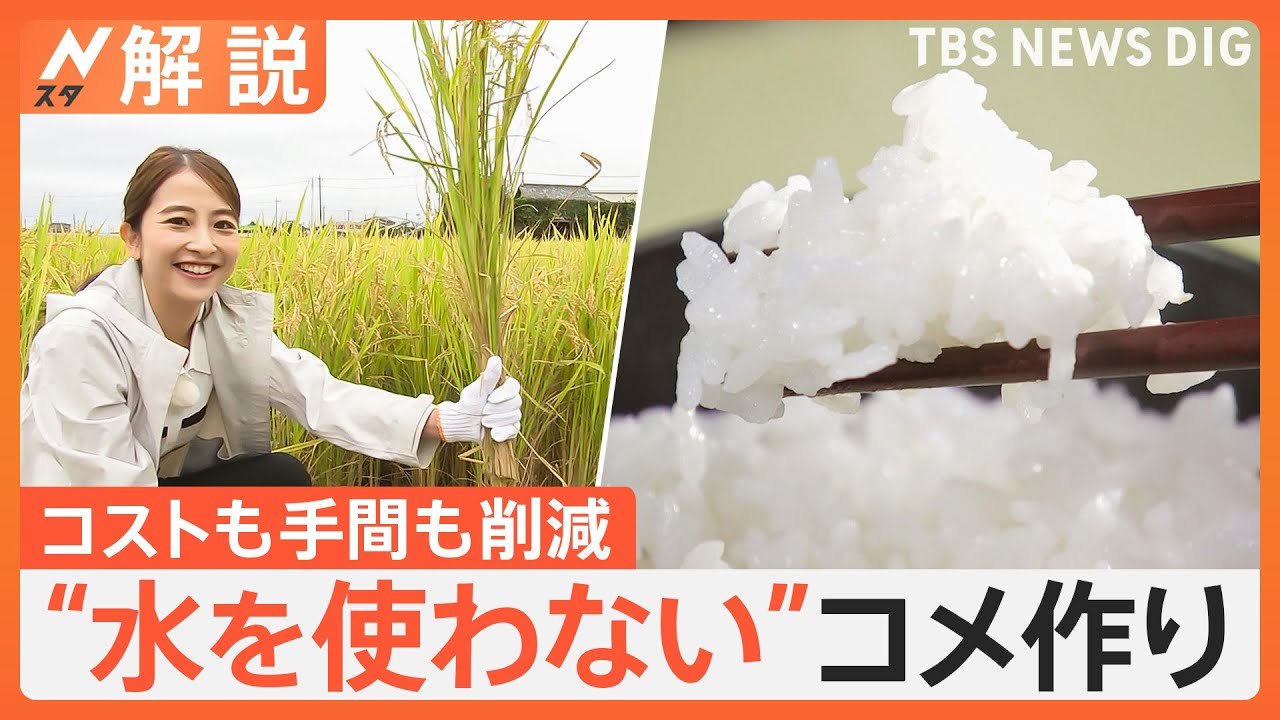 水をほとんど使わないコメ作り カギは“ビール”？ 新農法はメタンガスも削減【Nスタ解説】｜TBS NEWS DIG