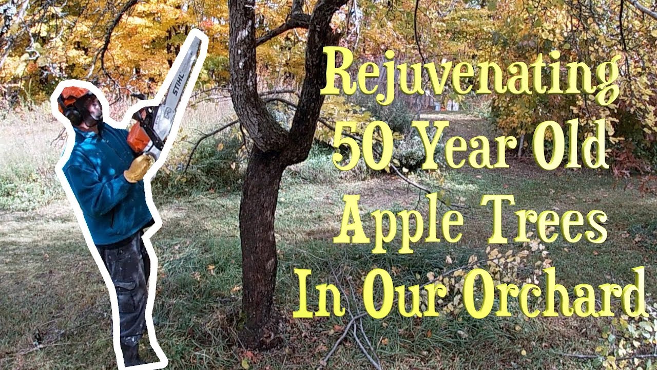 REJUVENATING 50 Year Old APPLE TREES in Our ORCHARD