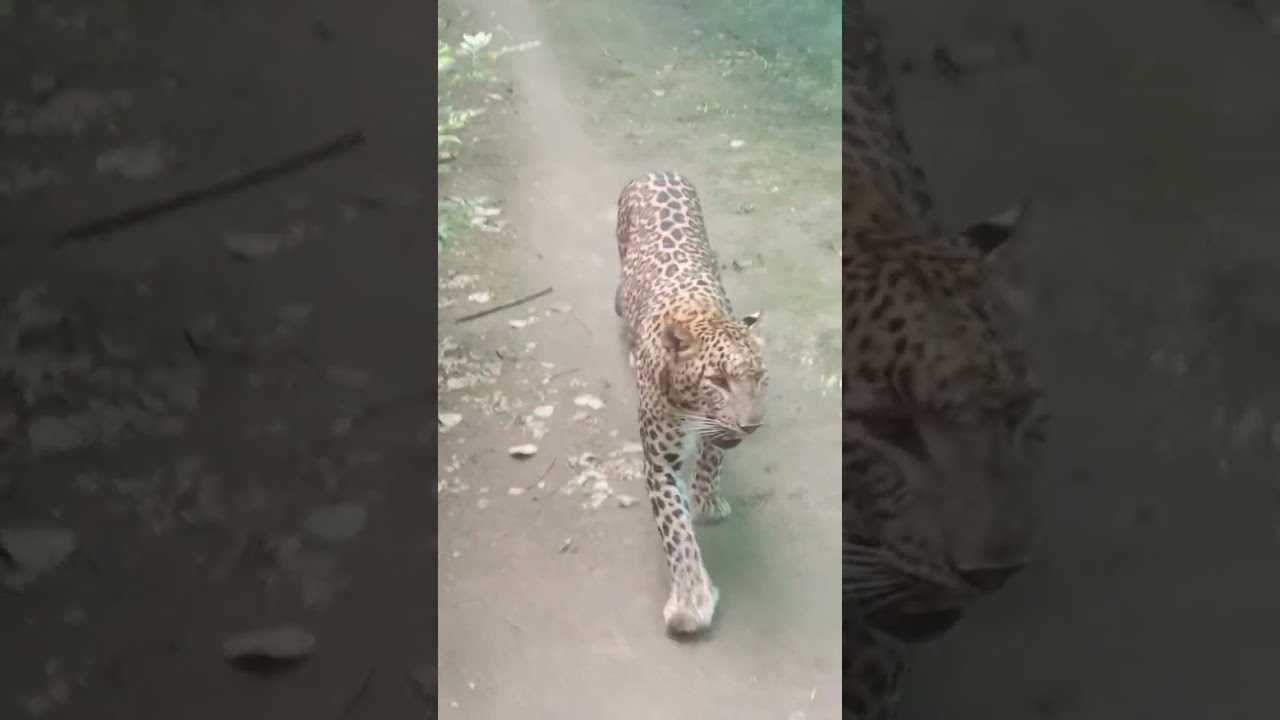 Ash'al- Zahra at Delhi Zoo 2025