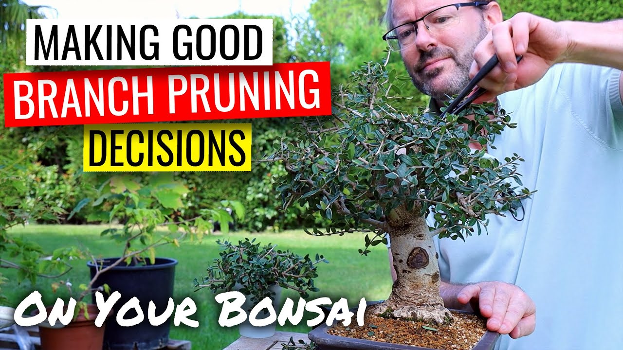 Bonsai pruning decisions  |  olive bonsai part 2