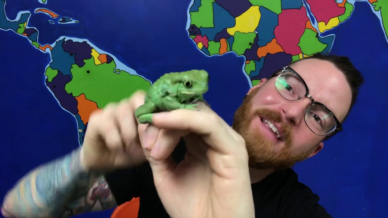 Animal Facts! -  Waxy Monkey Tree Frog