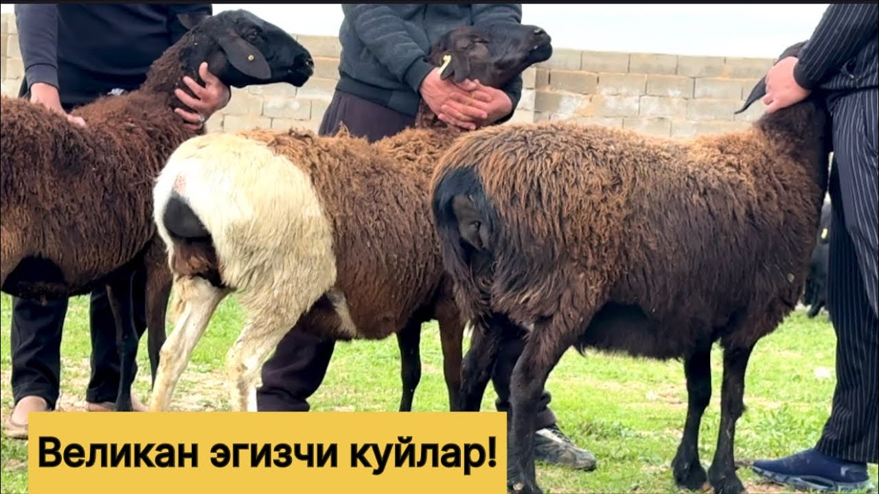 Великан эгизчи куйлар! 900709676☎️ 773902503☎️