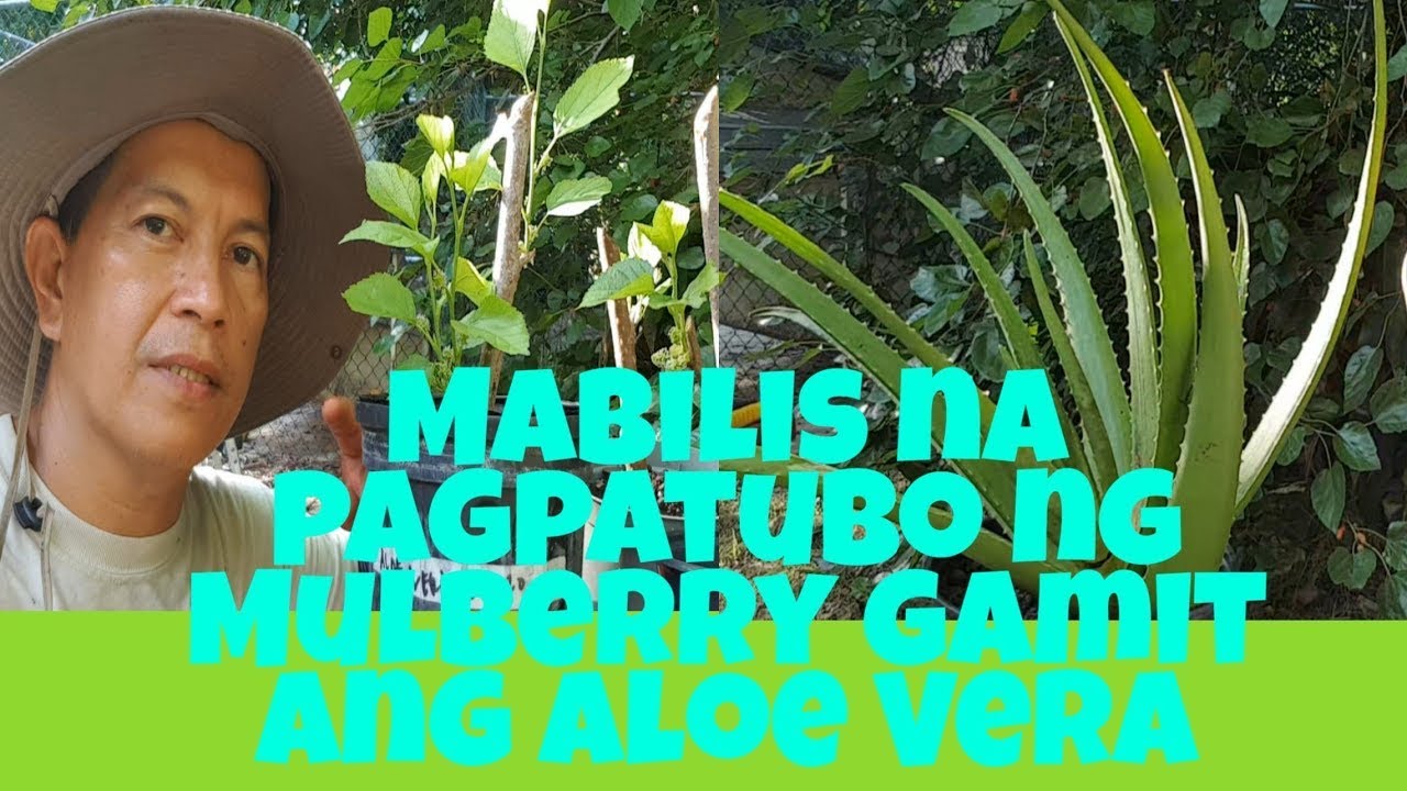 MABILIS NA PAGPATUBO NG MULBERRY CUTTINGS GAMIT ANG ALOE VERA