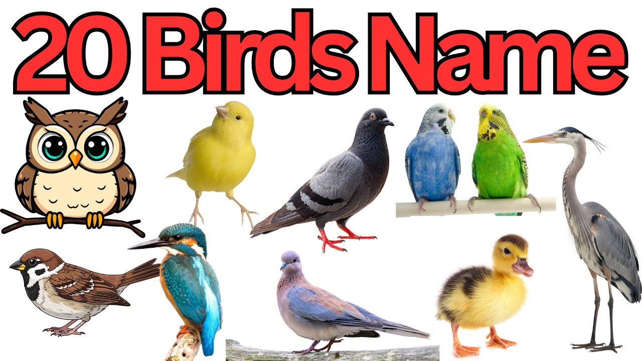20 Birds Name in English and Bangla | পাখির নাম | Kids Learning Video