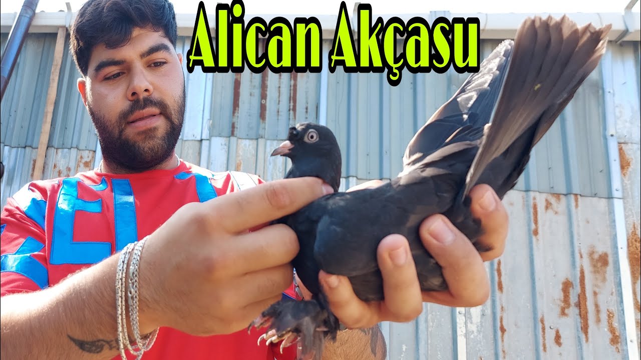 Alican Akçasu ve Hedefçi Kuşları. Profesyonel Performans Oyun Güvercinleri İstanbul.Taklacı Güvercin