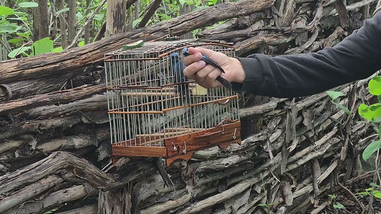 Azulão talismã 