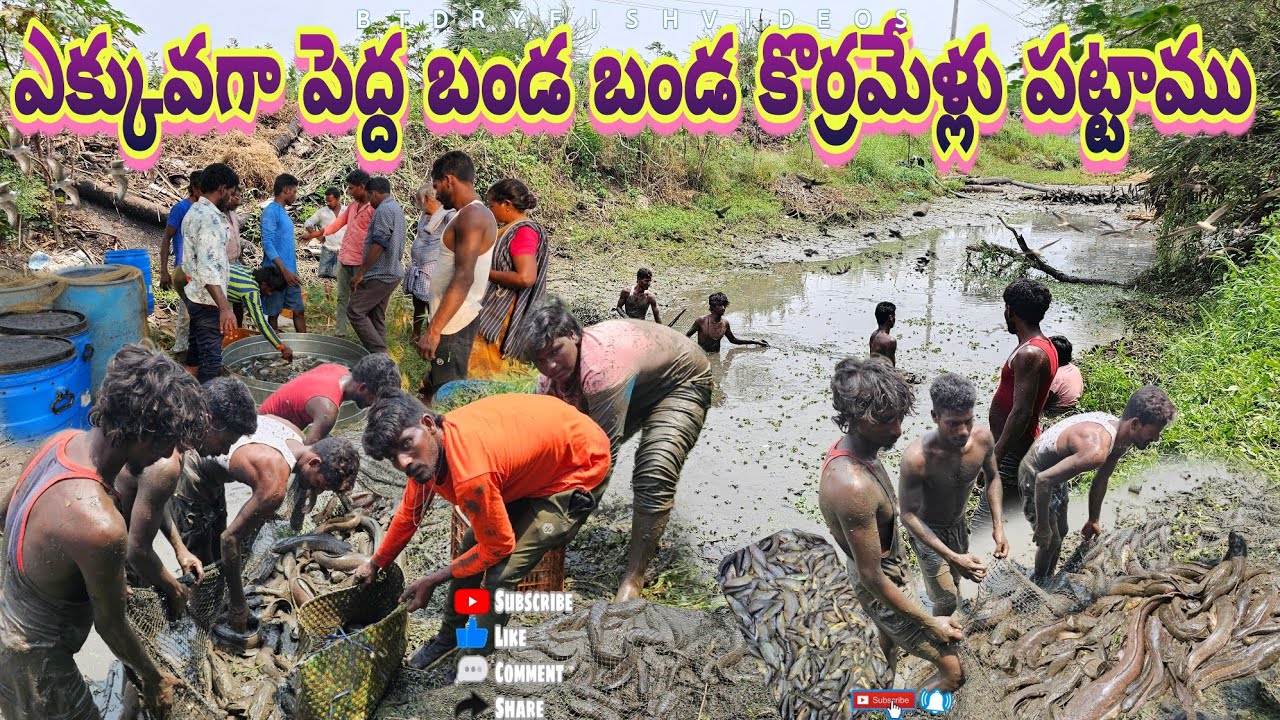 బాగా పెద్ద పెద్ద బండ కొర్రమేళ్లు పట్టాము#penumudi #fish #rivercrab #fishing #villagevideos #cooking