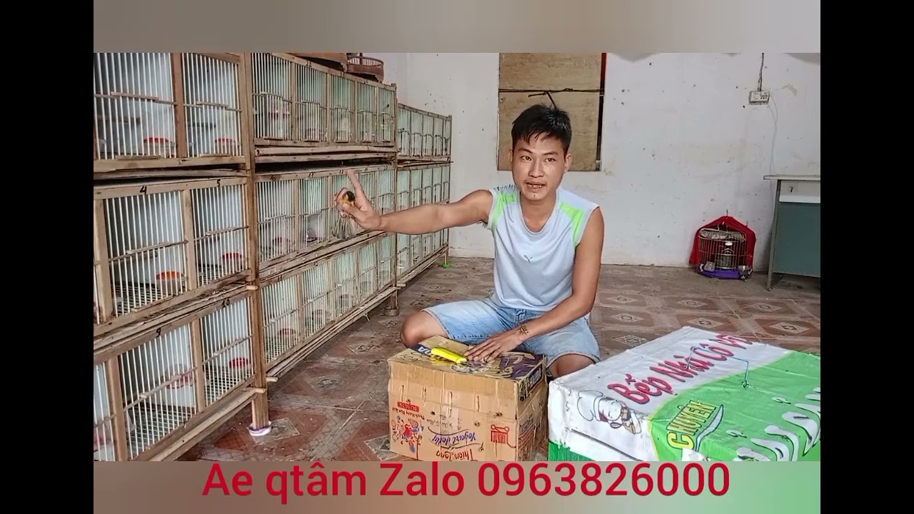 khướu mặt đỏ, ngũ sắc trống giá bình dân cùng 1 số loại chim khác có sẵn ae qtâm Zalo 0963826000