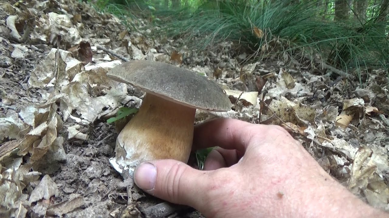 porcini 2021 : un bosco tutto per me !