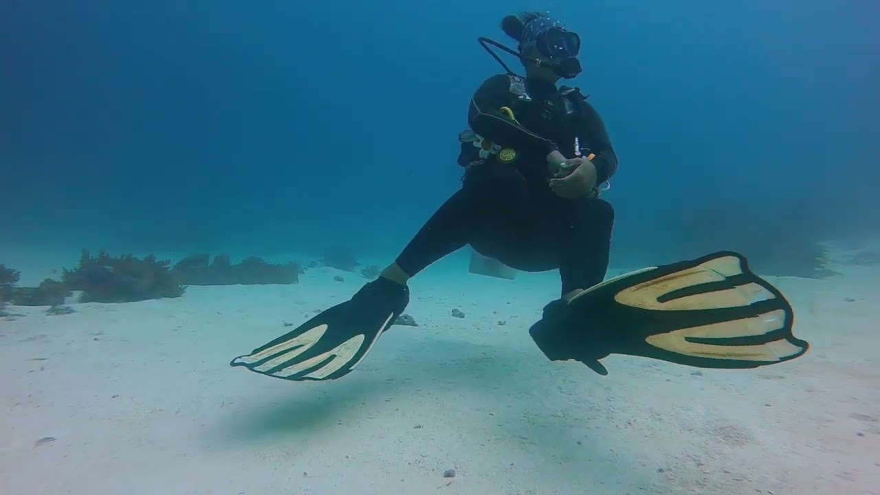 Divetrip | Manta Sandy | Arborek ‐ Raja Ampat