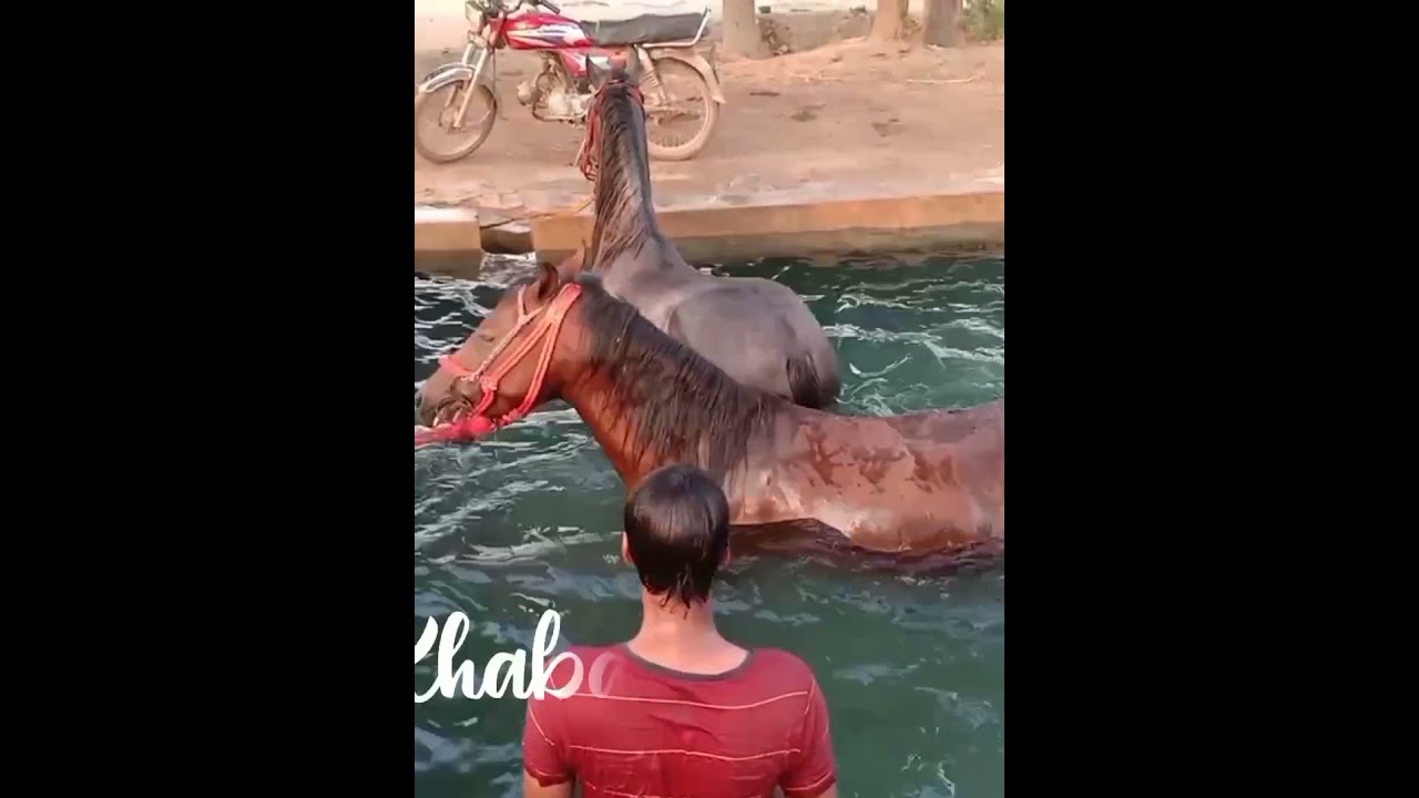 Desi horses Pakistan || Horse standing in water || #shorts #youtubeshorts