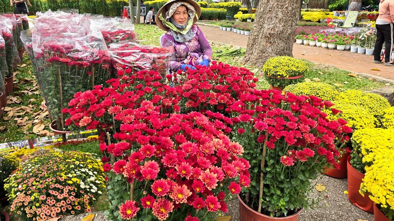 Quất Tết mọng nước, cúc Sa Đéc đậm màu đổ bộ lên Sài Gòn, có nguy cơ cháy hàng