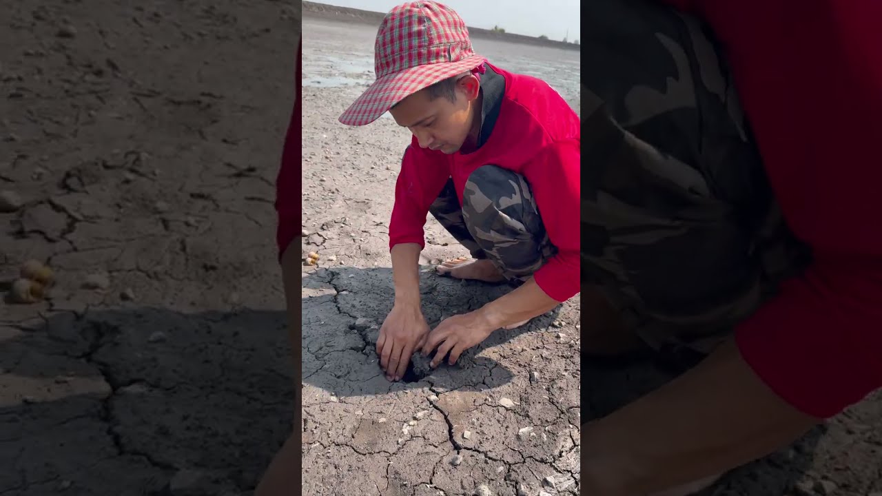 ขุดปลาไหลบ่อกุ้ง #หาปลาไหล #ขุดปลาไหล 