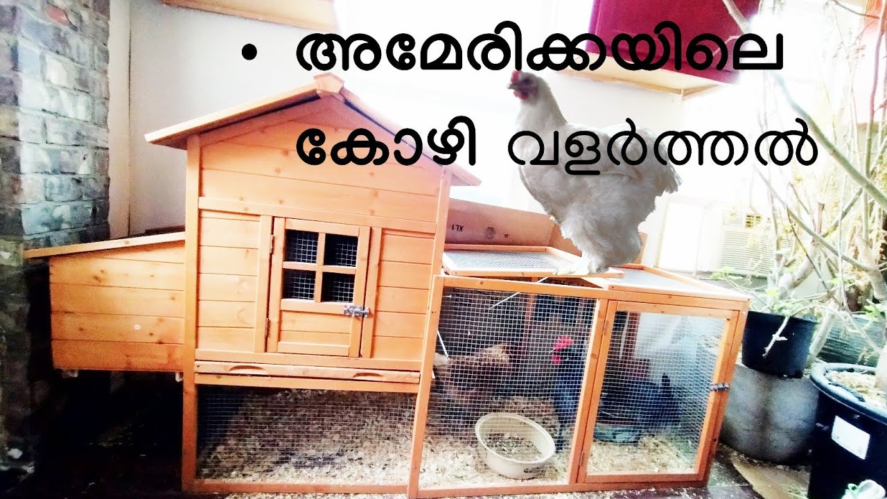അമേരിക്കയിലെ എൻ്റെ കോഴി വളർത്തൽ 