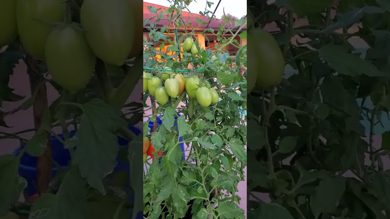 Prolific Tomato Plant Growing in a Pot #trending #garden #potgardening #youtubeshorts #beautiful