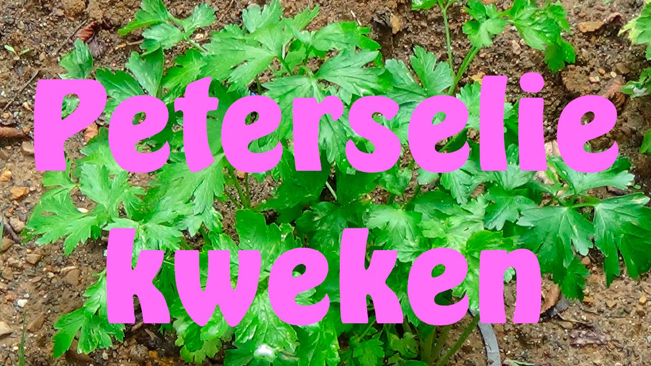 Peterselie kweken