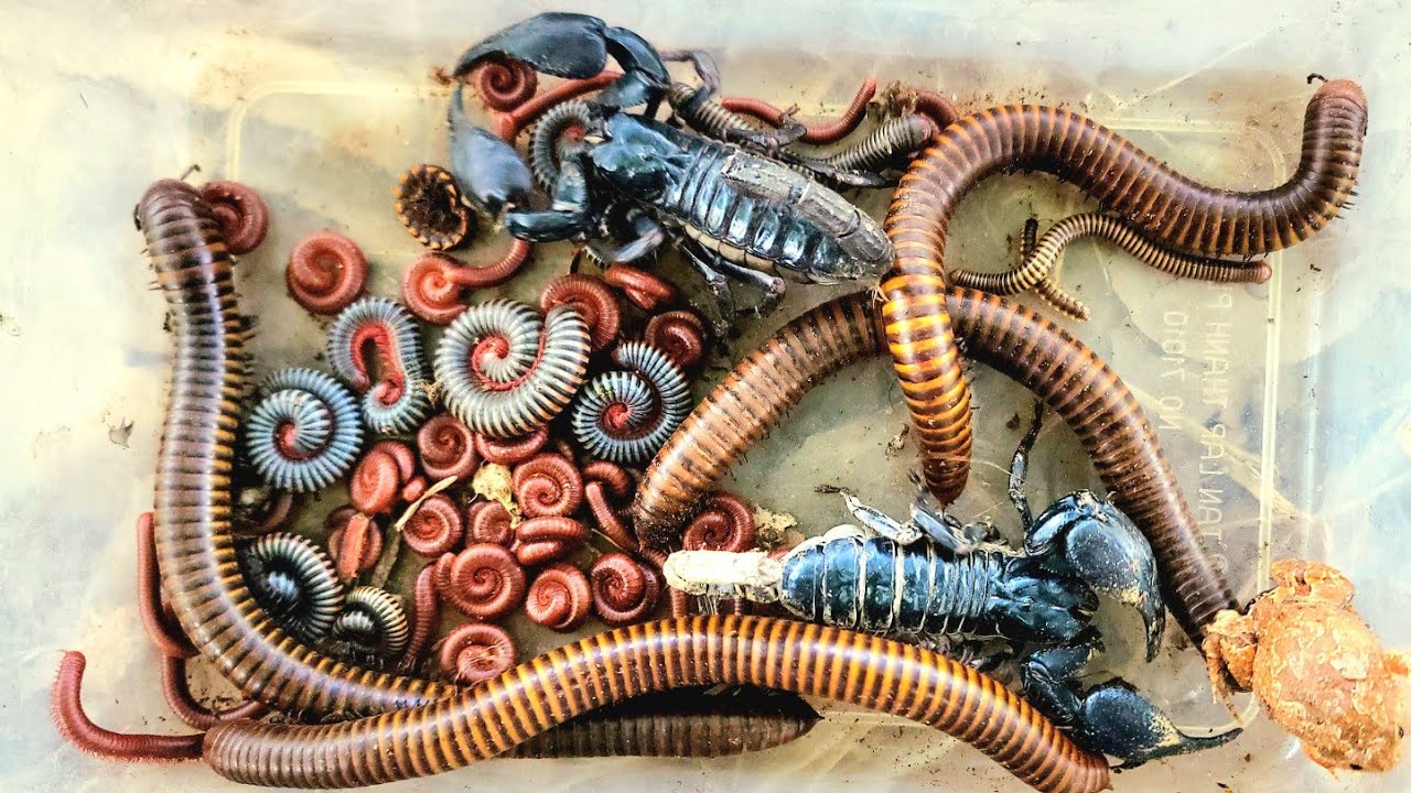 Catch a Giant big Millipedes and scorpions white Millipede red millipede Black Spotted millipede 