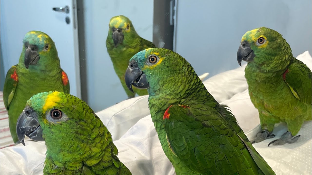 ELES AMAM BRICAR AQUI Trio Colorido 🦜🦜🦜