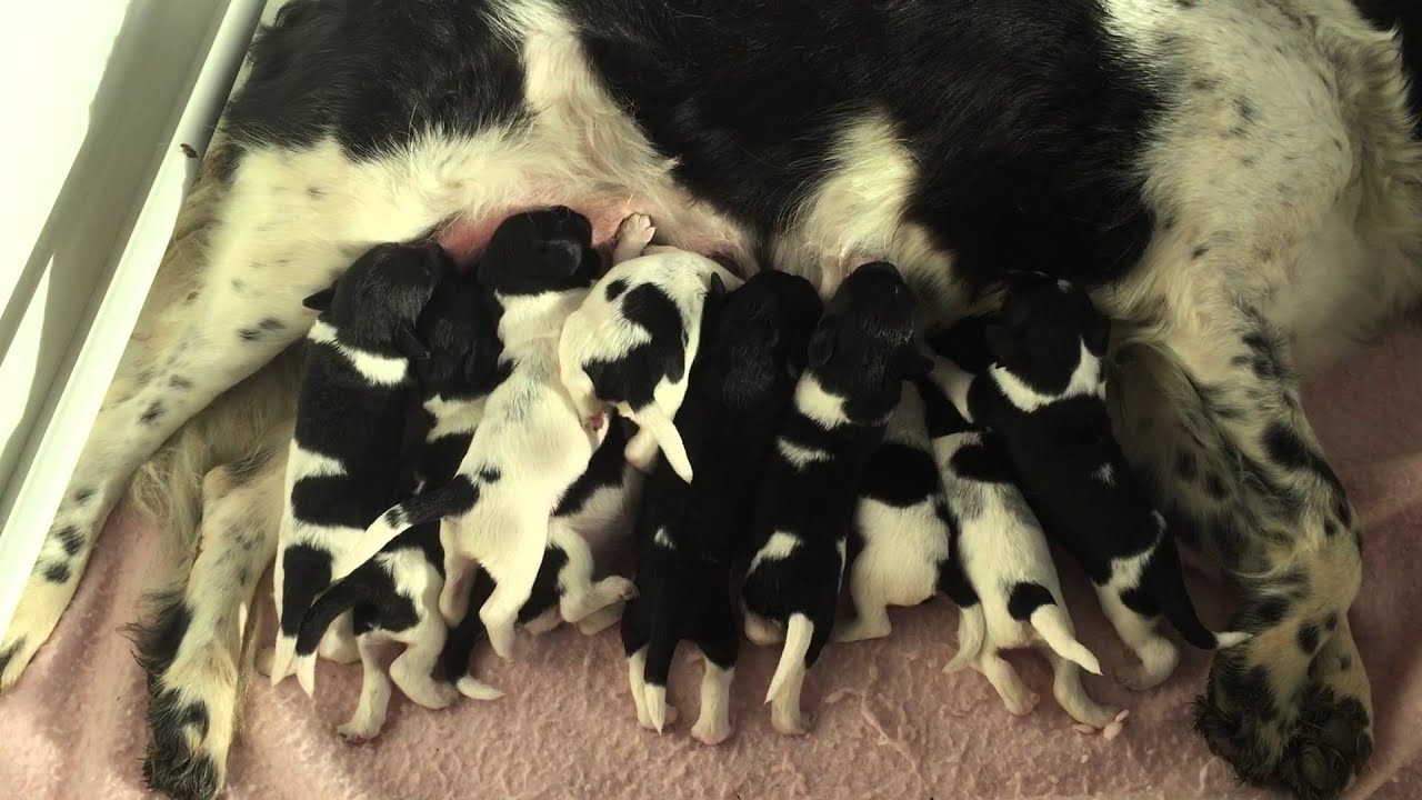 1-week old Stabyhoun puppies