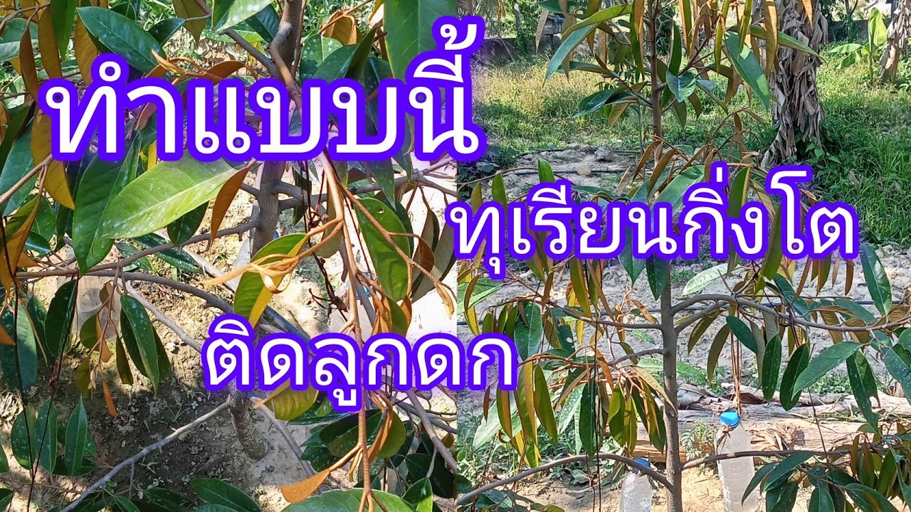 สร้างกิ่งทุเรียนให้ใหญ่เพื่อไว้ติดดอกออกผลที่ดี