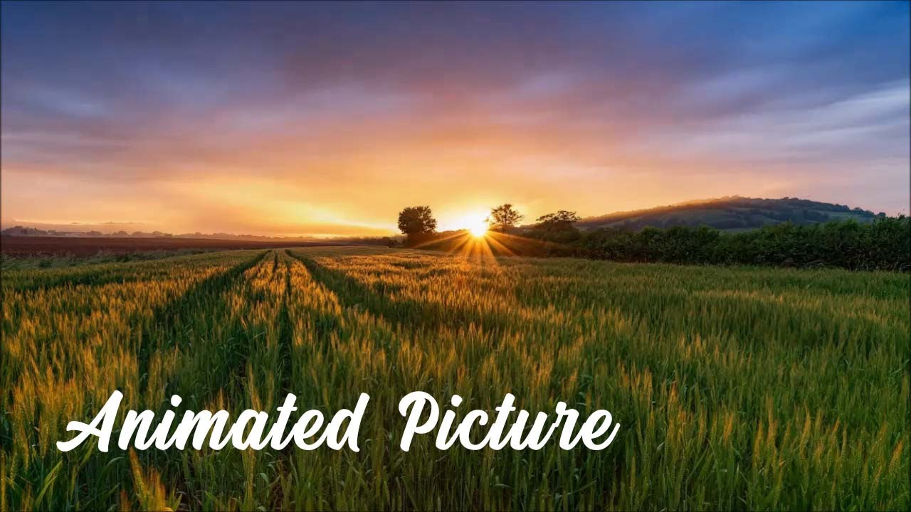 Animation | Rice Field | Sunset | Sunrise | Free | Non-Copyright