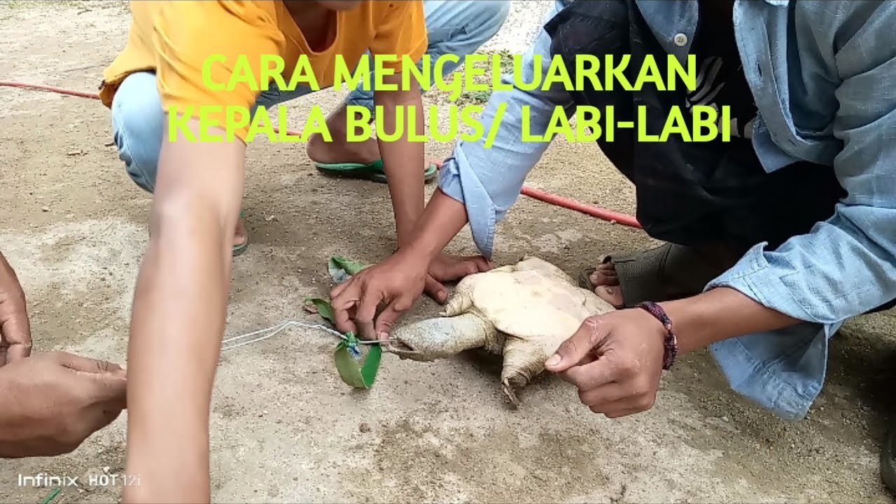 CARA MENGELUARKAN KEPALA BULUS/LABI-LABI