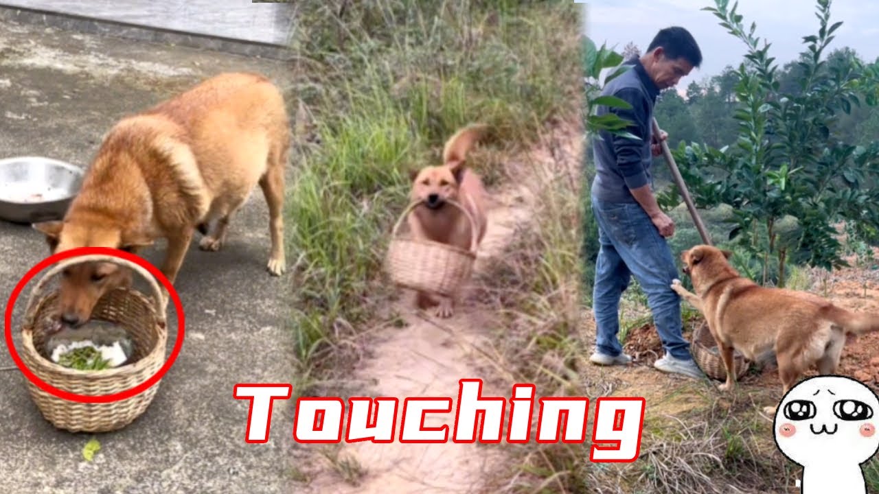 So touching, Da Huang gave his favorite chicken leg to his owner who went to the field 