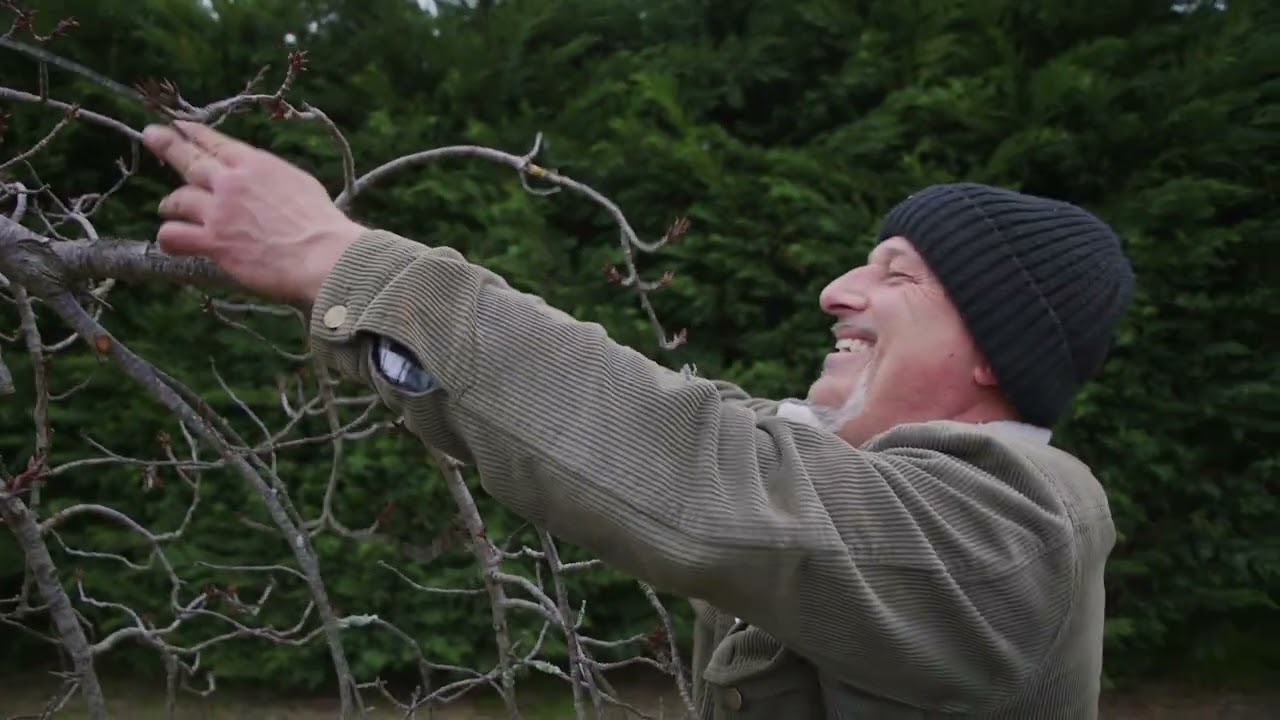 How To Prune A Weeping Cherry Tree