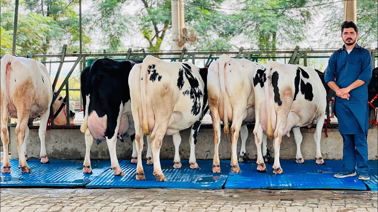 Next Generation Breed with Modern Farm || King of India 👑 Gurwinder Dairy Farm