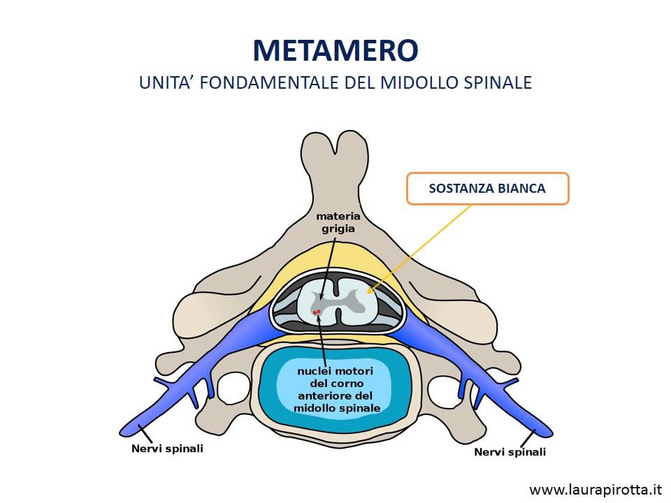 18. Midollo spinale, metameri e cauda equina