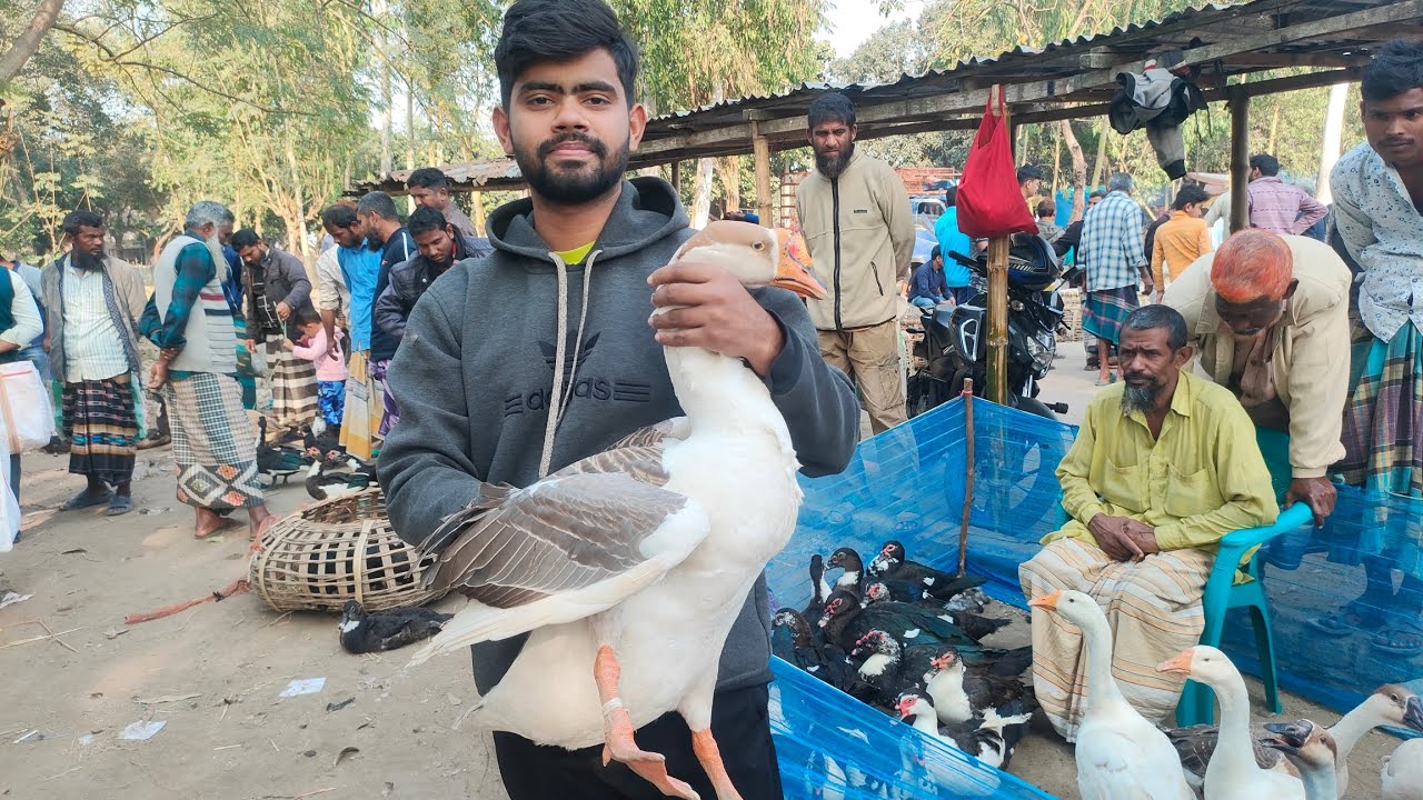 চিনা হাঁস ও রাজা হাঁস এর দামের ধারণা নিন । 13  জানুয়ারি 2026