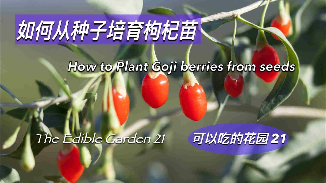 如何从种子培育枸杞苗 How to plant Goji berries from seeds,系列节目:可以吃的花园 第21集 The Edible Garden 21