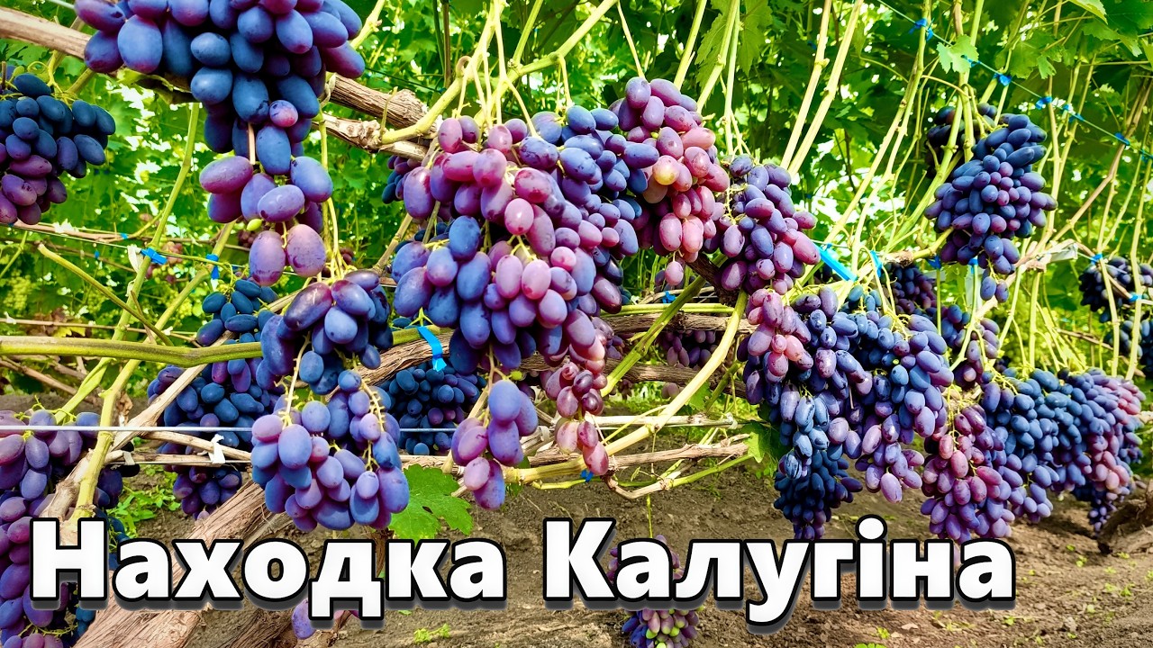 Виноград Находка Калугіна - повний огляд