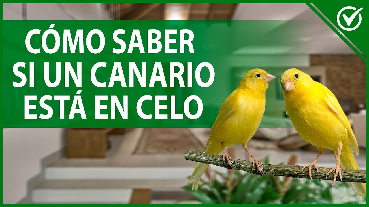 🐦 Cómo Saber si un Canario Está en Celo y sus Síntomas - Temporada de Apareamiento 🐦