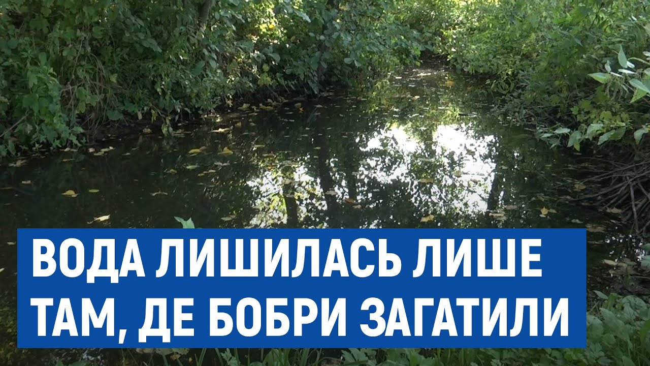 Вода лише там, де бобри загатили: у селах Сосницького району зникла вода