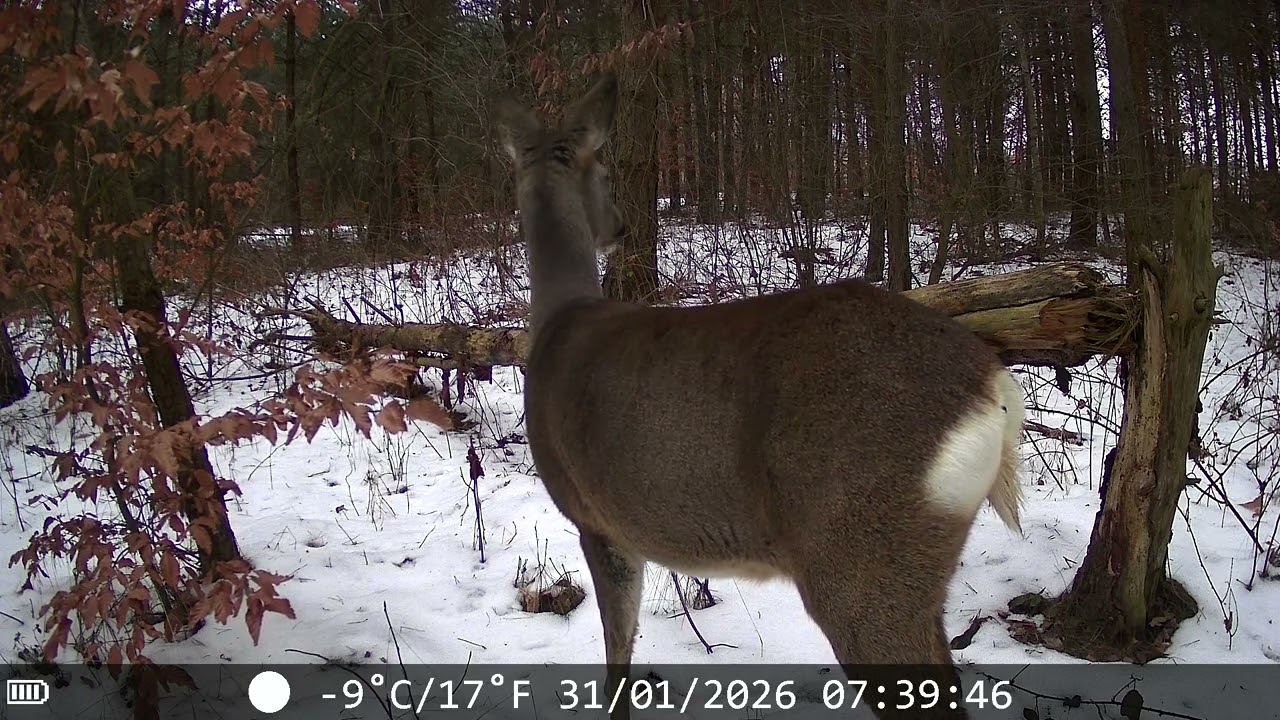 Sarenka w lesie 🦌