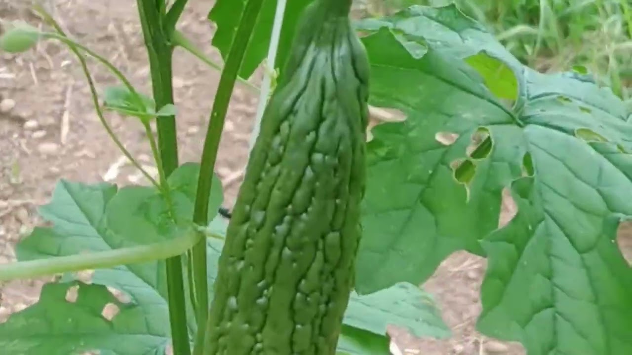 Pabaon ng 18-46+winner ng Yara bago ararohin #ampalayafarming #thalliaf1 #neildafamer