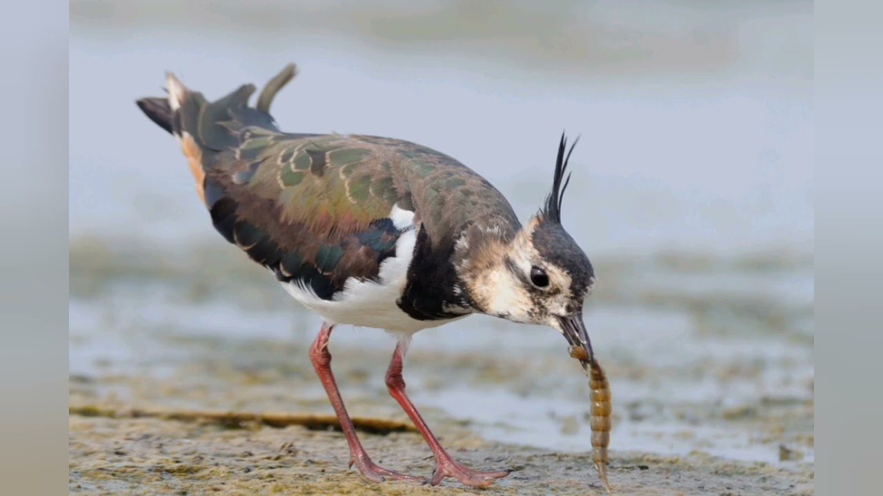 This Bird Never Sleeps! | Lapwing Wildlife Documentary&rdquo;