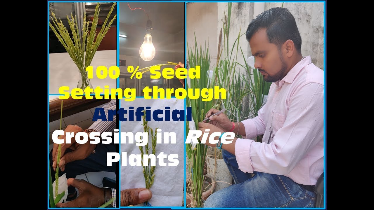 Rice: Emasculation & Crossing Techniques || 100 % seed setting ||