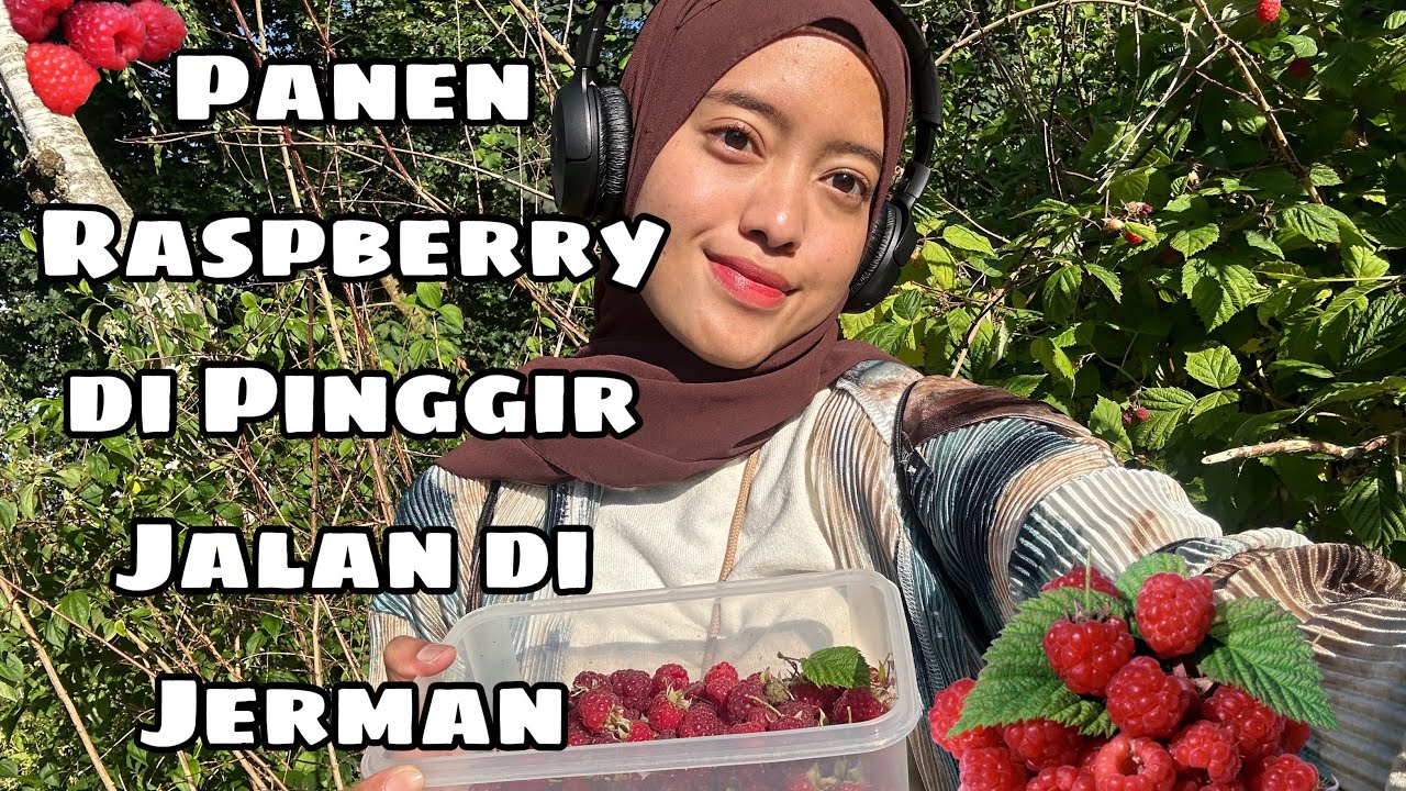 PANEN RASPBERRY DI PINGGIR JALAN DI JERMAN 2024