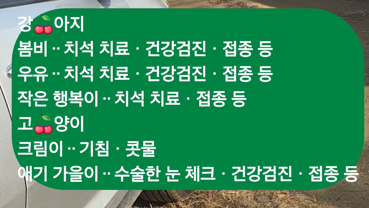 강아지 셋 치석 치료 🍒 고양이 둘 건강검진ㆍ접종 등 서울병원 갑니다