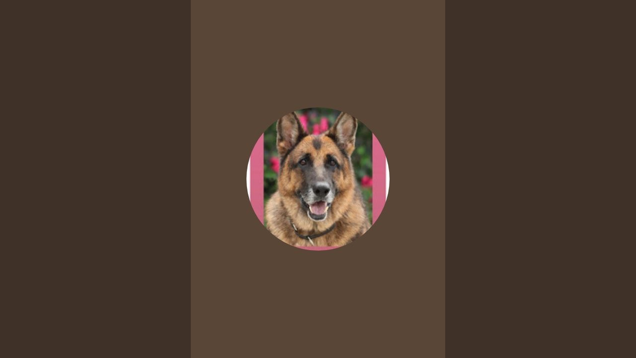 Dog lover dipali Mukherjee  is live