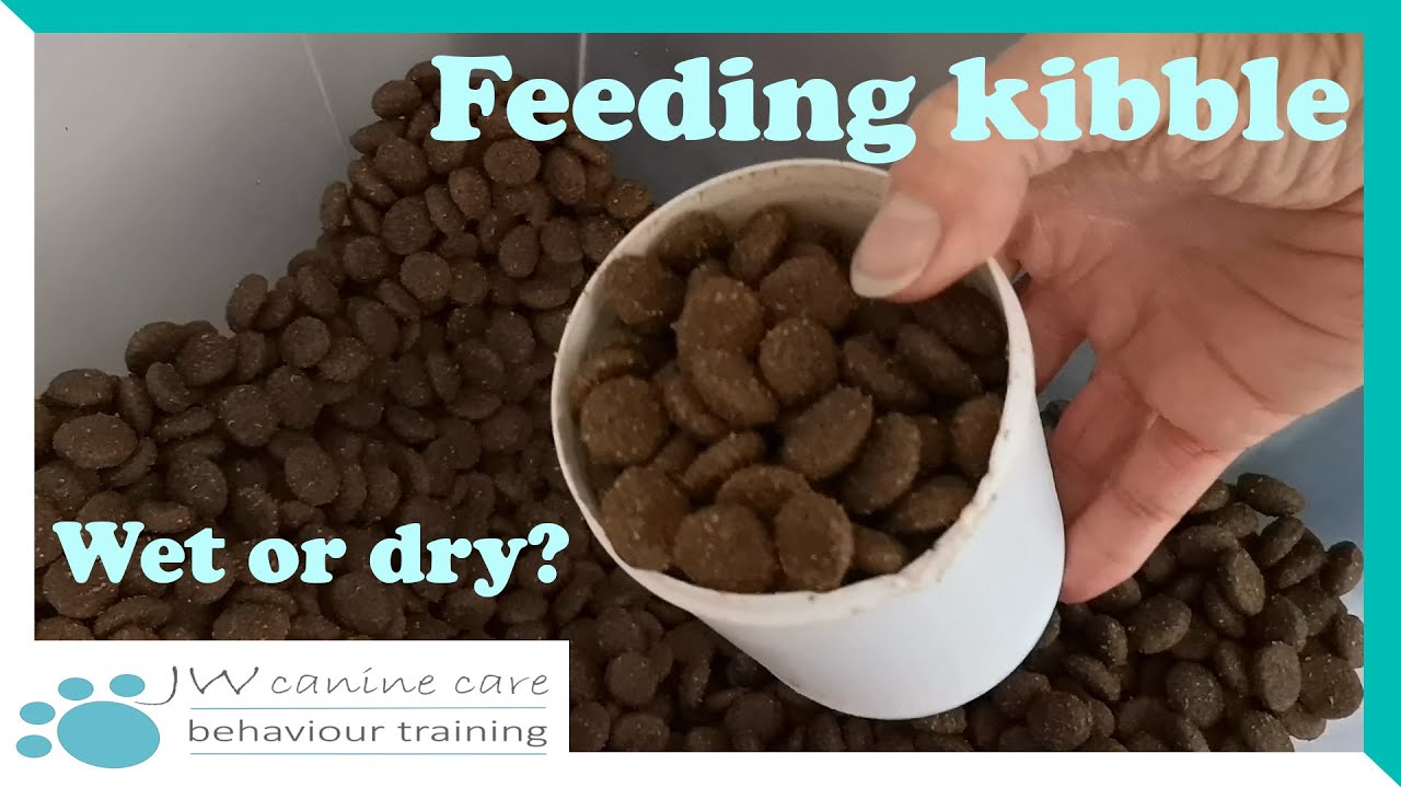 Feeding your greyhound kibble