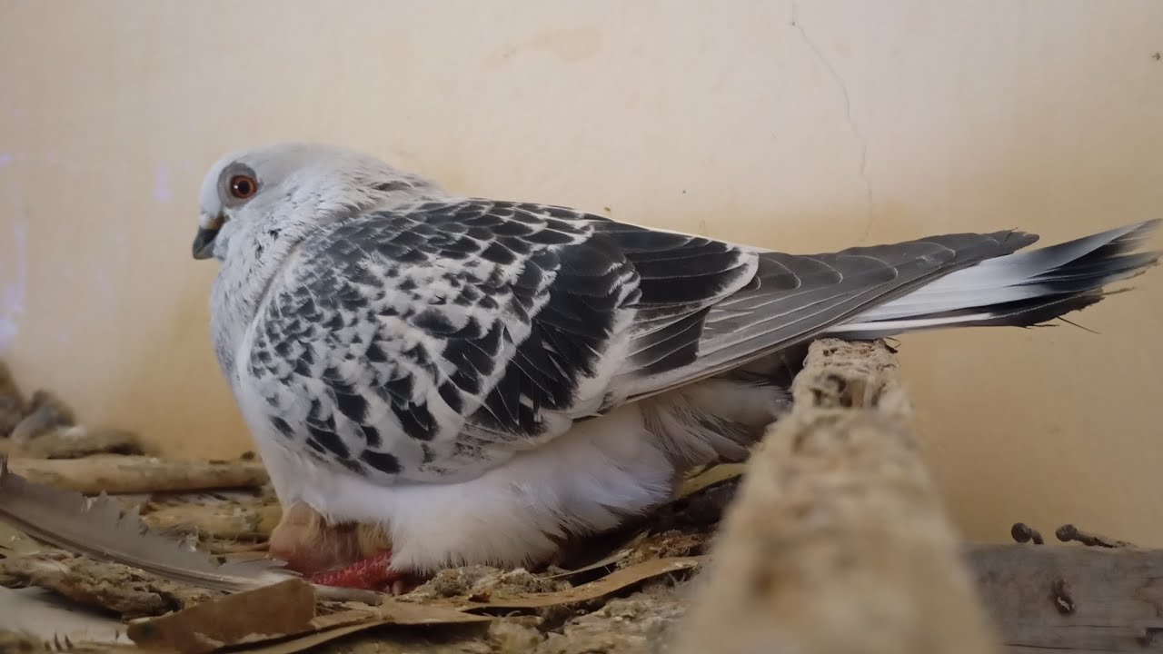 الحمام الها اسبوع ما طارت 😮 ولما كشيتها بطلت تحط 🥲