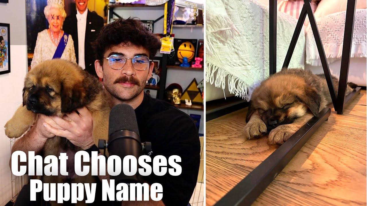 Chat Decides The Name Of Hasan's New Puppy | HasanAbi Reacts