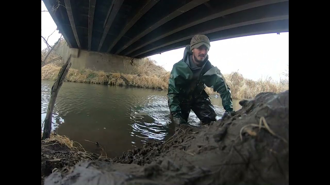 Giant Beaver on a Castor Mound, bridge trapping.
