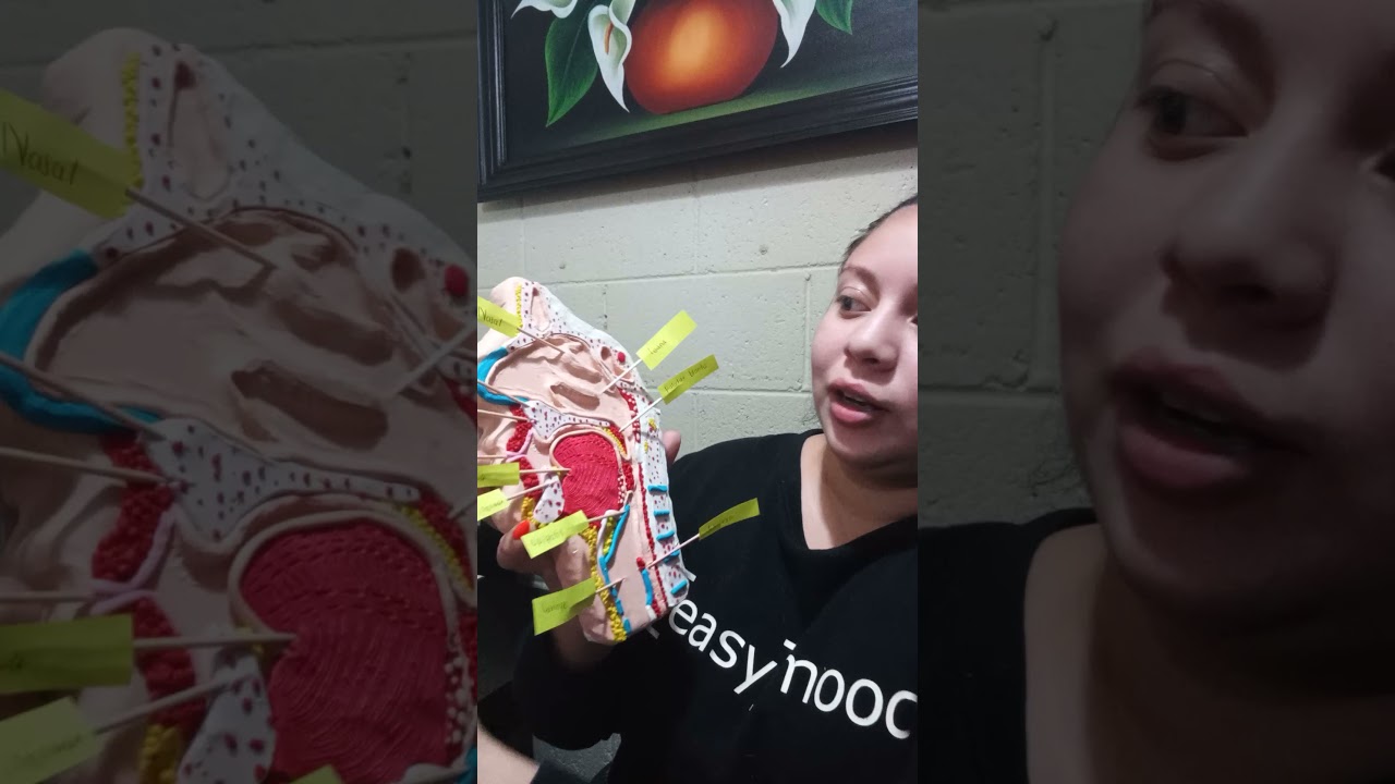 Estructura de la cavidad nasal