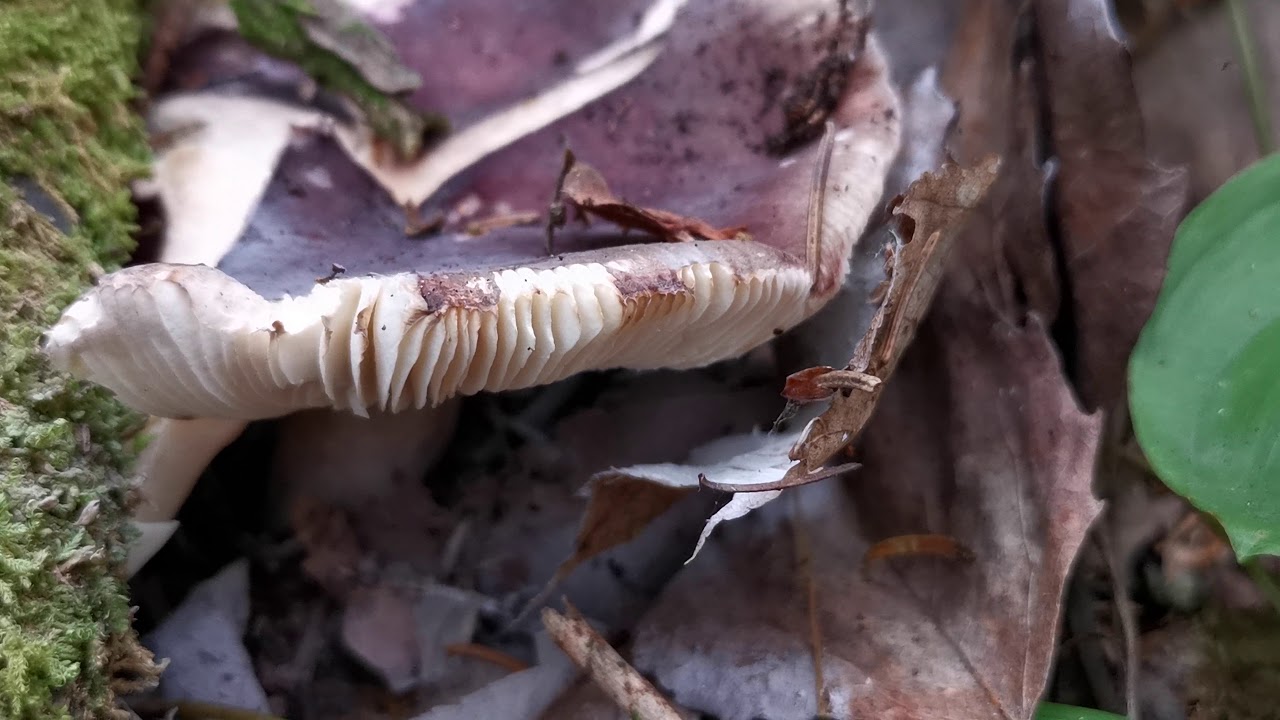 Bigger purple Russula to compare