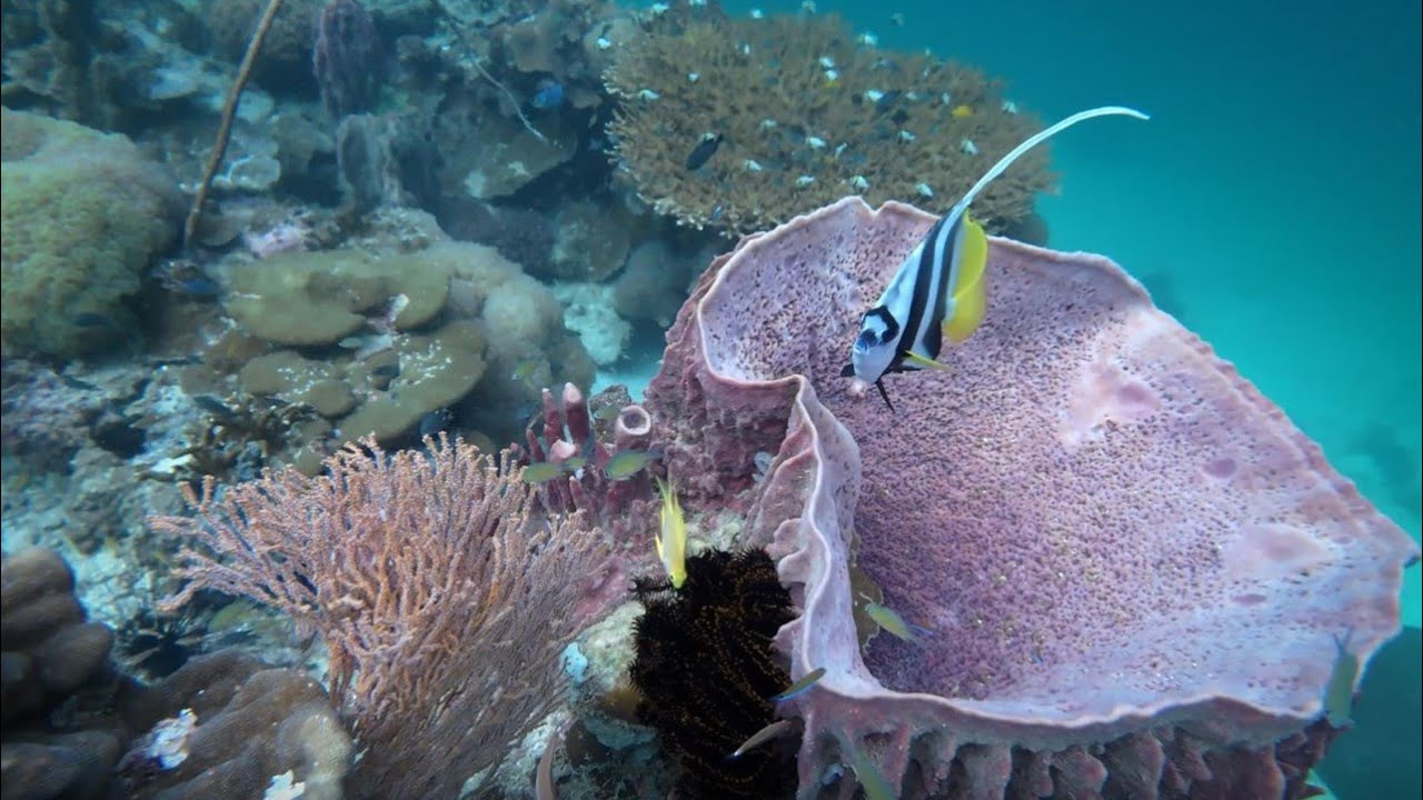 Koh Lipe Diving, 23rd January 2024