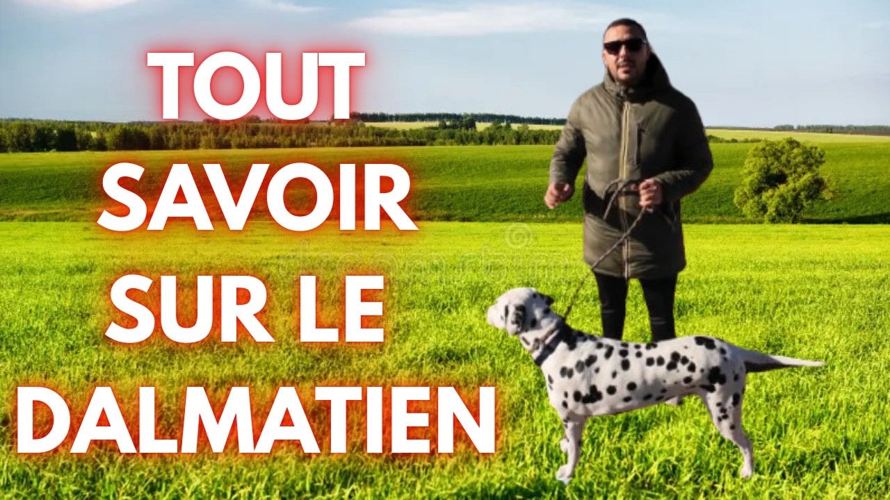 Infos race de chien Dalmatien : caract&egrave;re, &eacute;ducation, comportement, sant&eacute; du chien de race dalmatien